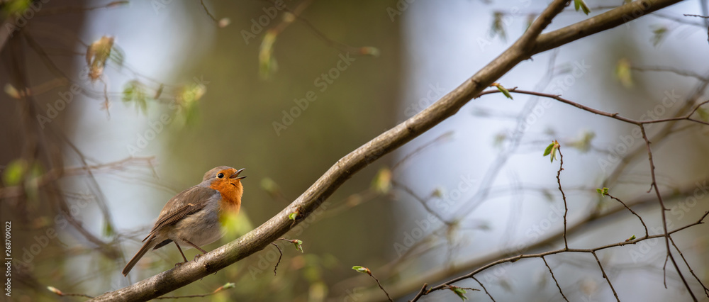 The European robin (Erithacus rubecula) known simply as the robin or robin redbreast The European robin (Erithacus rubecula) known simply as the robin or robin redbreast