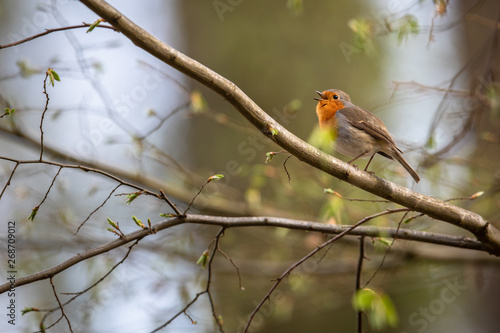 The European robin (Erithacus rubecula) known simply as the robin or robin redbreast © lightpoet