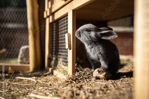 Cute baby rabbits in a farm