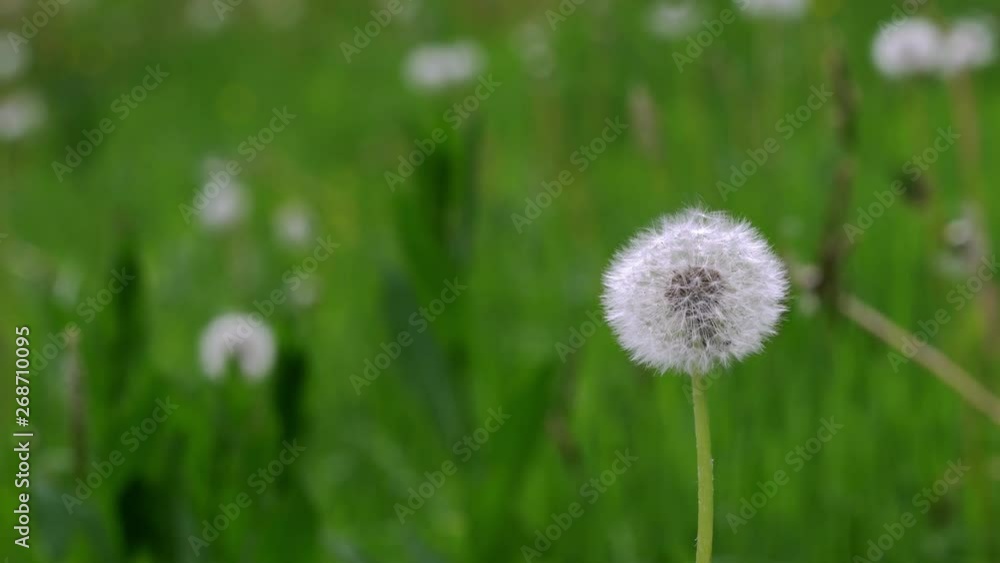 Wind blows away dandelion seeds (Taraxacum) - (4K) Wind blows away dandelion seeds (Taraxacum) - (4K)