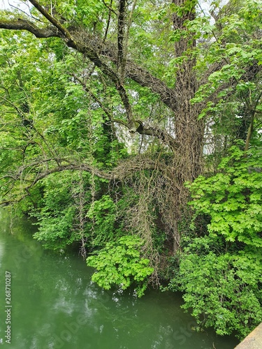 river in the forest