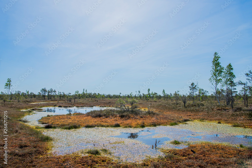 Swamp trail. Summer sunny Day. Kemeri National Park Nature Trail. Swamp trail. Summer sunny Day. Kemeri National Park Nature Trail.