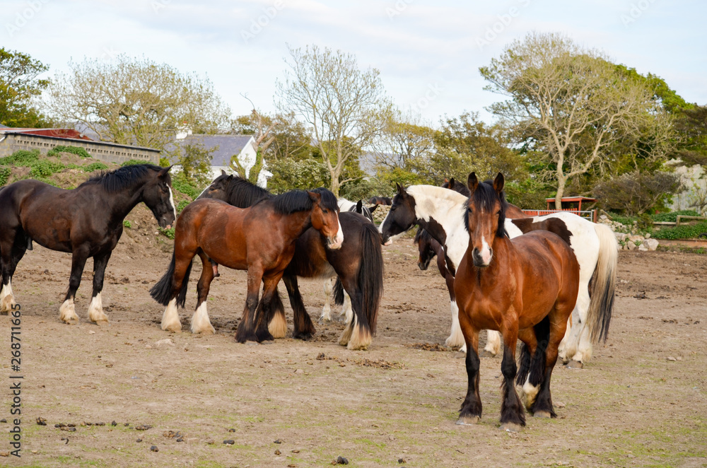 herd of horses in the field