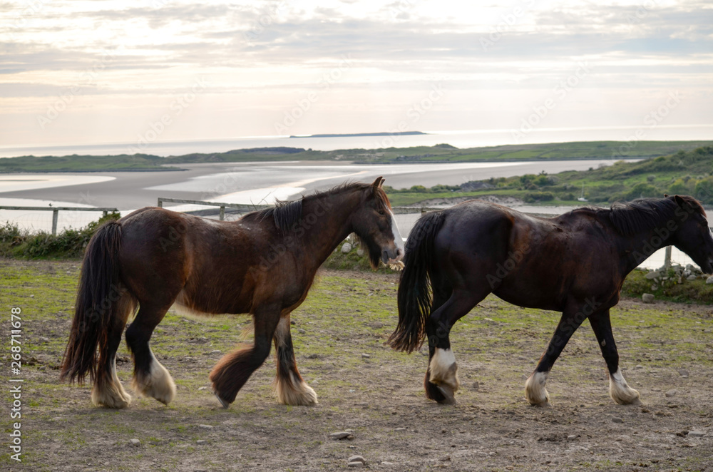 two horses in field two horses in field