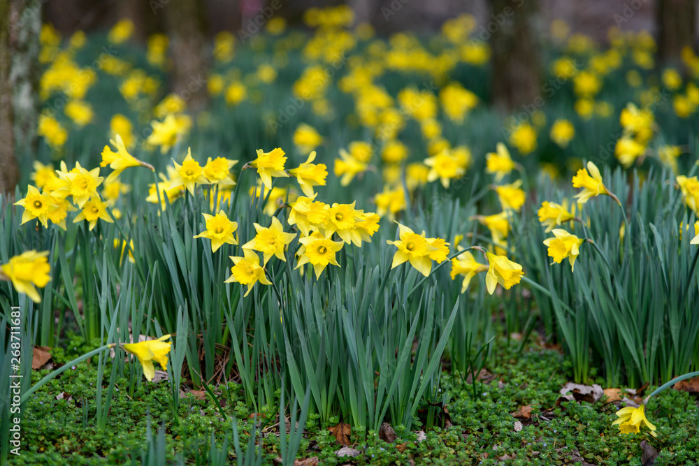 Fototapeta premium Daffodils