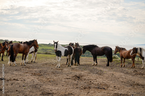 Fototapeta Naklejka Na Ścianę i Meble -  herd of horses on a pasture