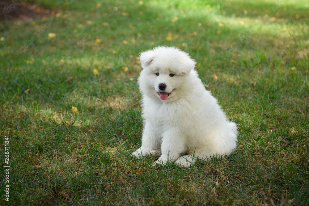 Samoyed Puppy Samoyed Puppy