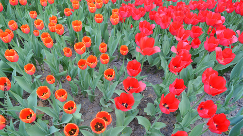 The field of red tulips