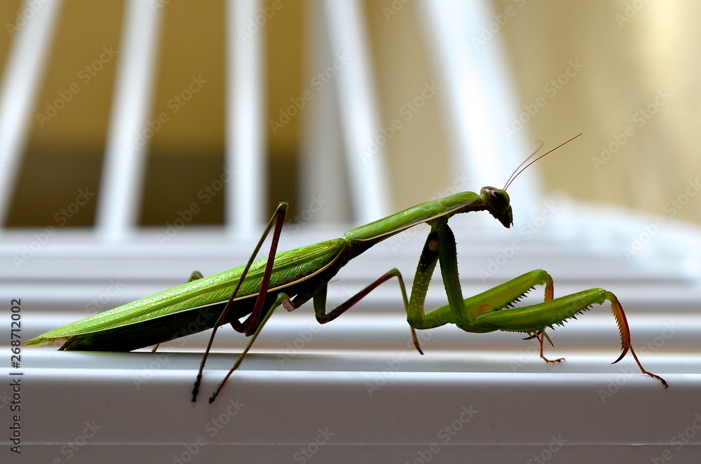 praying mantis close up, green insect, wildlife praying mantis close up, green insect, wildlife