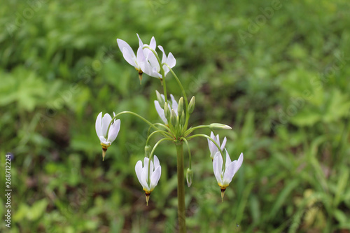 Shooting star wildflowers at Somme Woods in Northbrook, Illinois