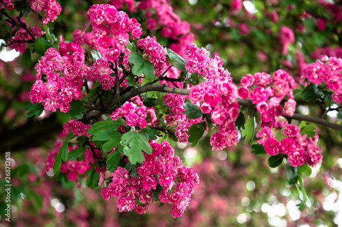 Lagerstroemia L., crape myrtle pink petals. Floral background of pure pink flowers on the branches with green leaves photo