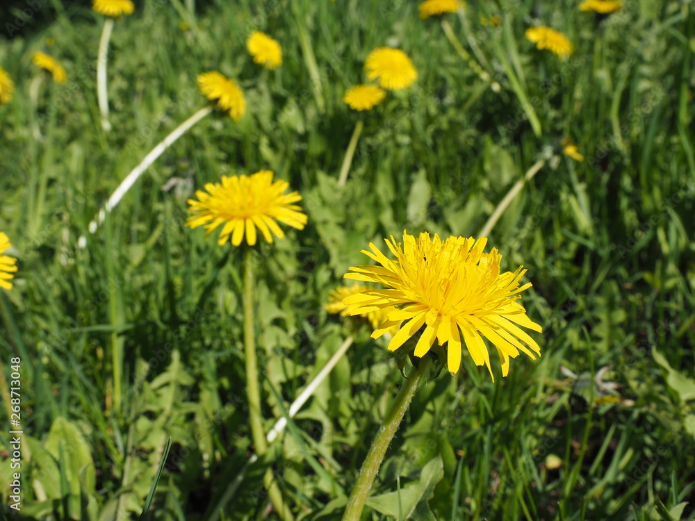 Obraz premium Yellow flowering dandelions on a green meadow