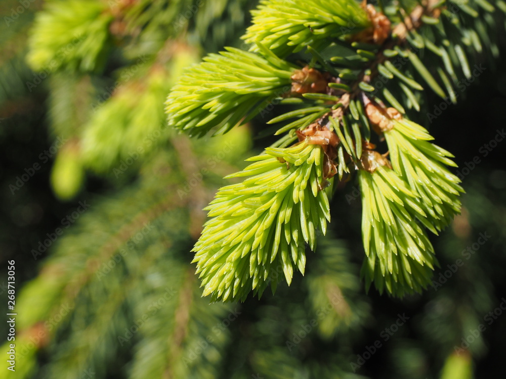 Green branch of a Christmas tree Green branch of a Christmas tree