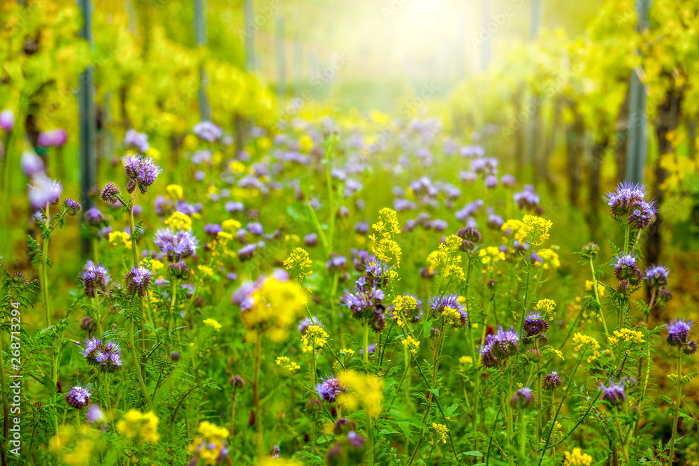 Obraz premium Frühlings Blumenwiese in Weinberg