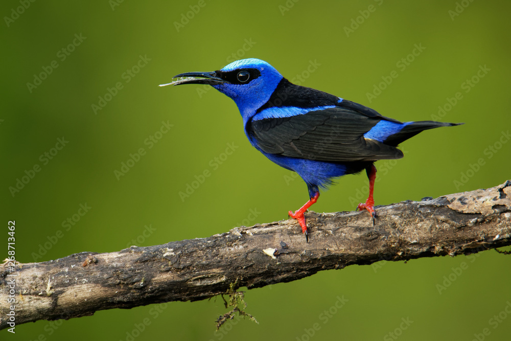 Obraz premium Red-legged Honeycreeper - Cyanerpes cyaneus small songbird species in the tanager family (Thraupidae),in the tropical New World