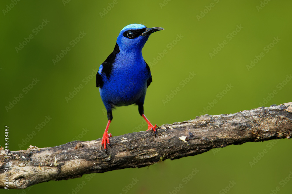 Red-legged Honeycreeper - Cyanerpes cyaneus small songbird species in the tanager family (Thraupidae),in the tropical New World Red-legged Honeycreeper - Cyanerpes cyaneus small songbird species in the tanager family (Thraupidae),in the tropical New World