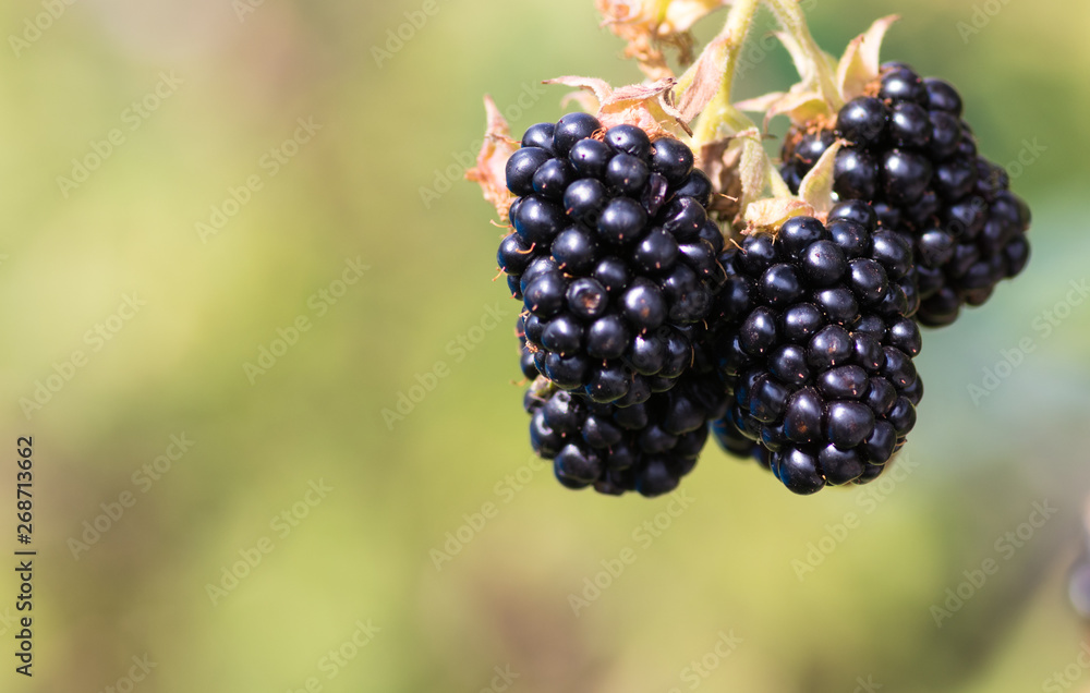 reife,große Brombeeren reife,große Brombeeren