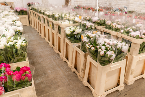 Fototapeta Naklejka Na Ścianę i Meble -  Warehouse refrigerator, Wholesale flowers for flower shops. White peonies in a plastic container or bucket. Online store. Floral shop and delivery concept.