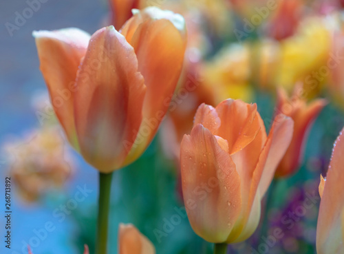 pastel color flowers tulips