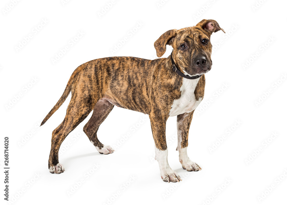 Brindle Boxer Crossbreed Puppy Standing
