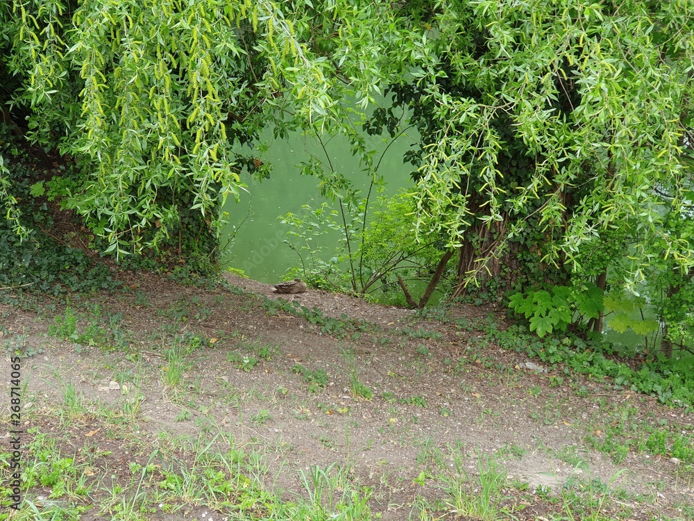 path in the garden path in the garden