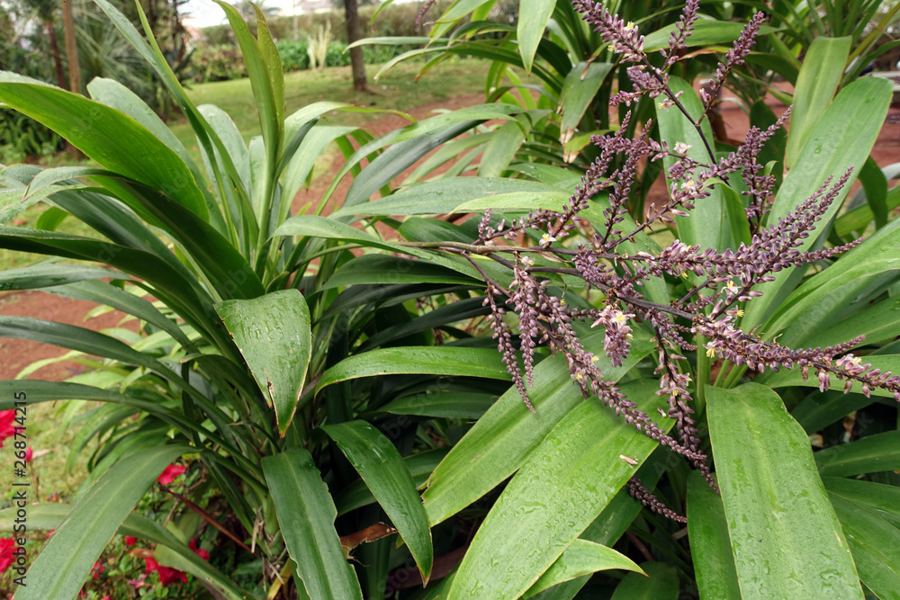 Obraz premium Keulenlilie (Cordyline spec.) im Garten Antonio Borges