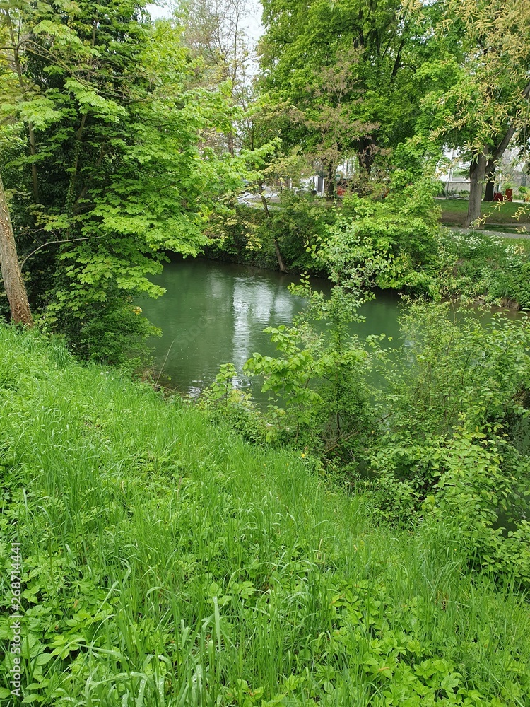 the river in the forest, green, tree the river in the forest, green, tree