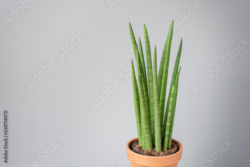 Sansevieria plants. Stylish green plant in ceramic pots on wooden vintage stand on background of gray wall. Modern room decor. sansevieria plants. Copy space