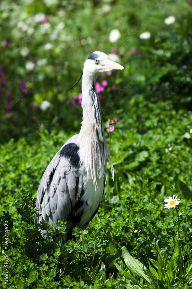 Fototapeta premium A great blue heron in the park