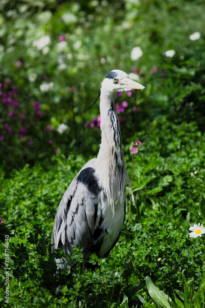 Fototapeta premium A great blue heron in the park