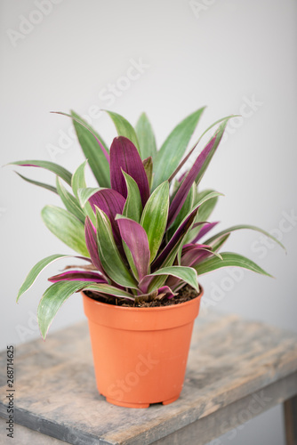 Spiderwort plants, Tradescantia. Stylish green plant in ceramic pots on wooden vintage stand on background of gray wall. Modern room decor. sansevieria plants