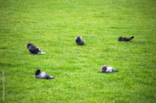 A flock of doves in St. James Park, London