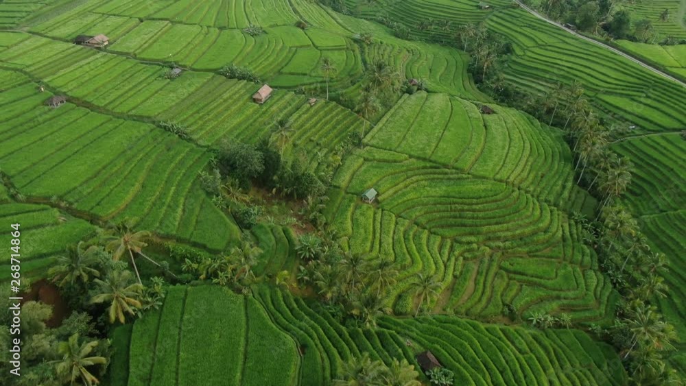 Rice fields in Bali Rice fields in Bali