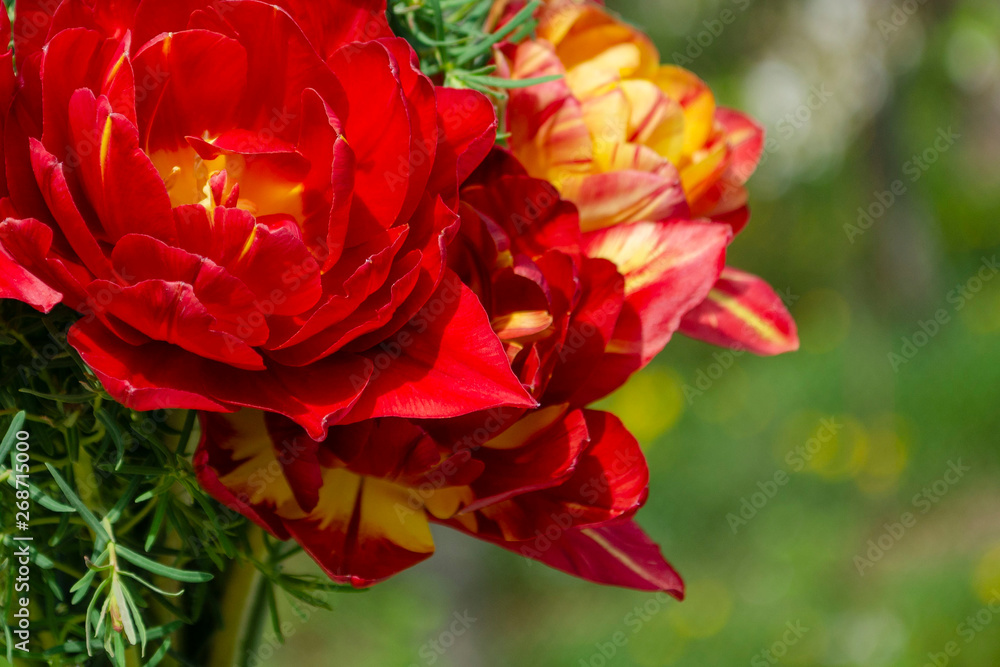 Beautiful bouquet of flowers. Terry red tulips and spurge. The beauty of fresh flowers Beautiful bouquet of flowers. Terry red tulips and spurge. The beauty of fresh flowers