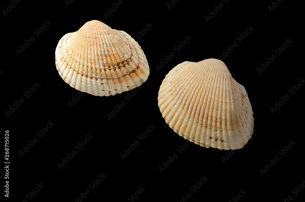 two seashells isolated on black background two seashells isolated on black background
