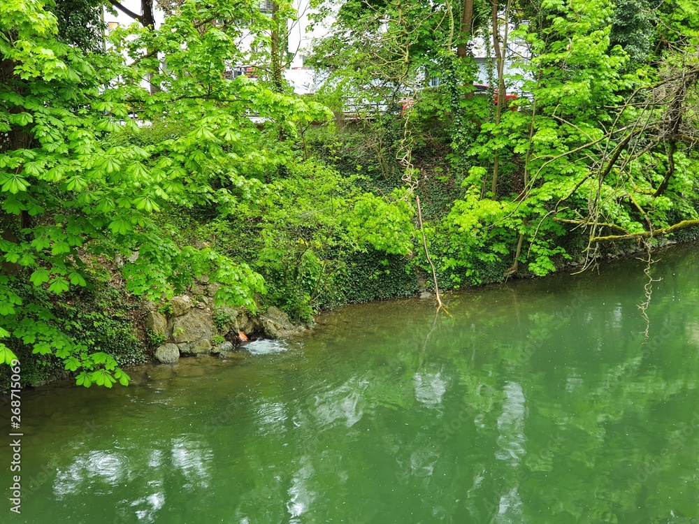 Obraz premium river in the forest