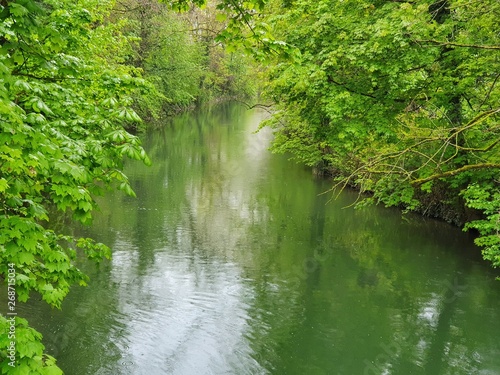 stream in the forest