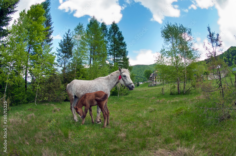 Obraz premium beautiful horses graze in the spring mountains under a warm sun on the background of the forest