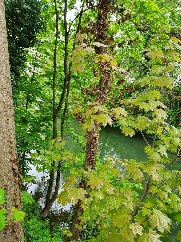 Obraz premium stream in the forest