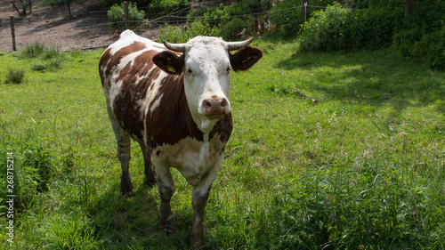 Kuh auf der Weide