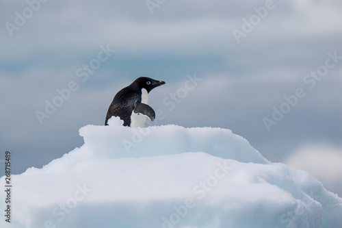 Adelie-Pinguine/ Adélie penguin photo