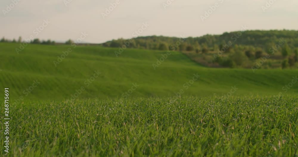Wheat field - landscape. Summer green meadow Wheat field - landscape. Summer green meadow