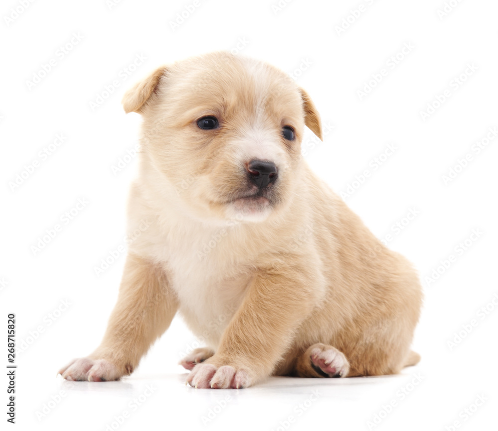 One little puppy. One little puppy.