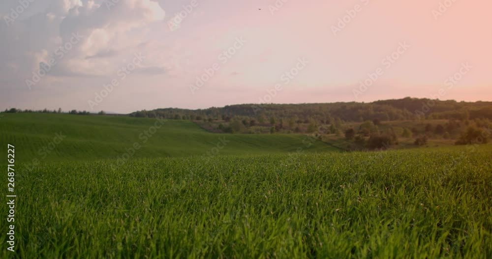 Wheat Field Landscape on Background Summer Sun. Green Meadow Summer Wheat Field Landscape on Background Summer Sun. Green Meadow Summer