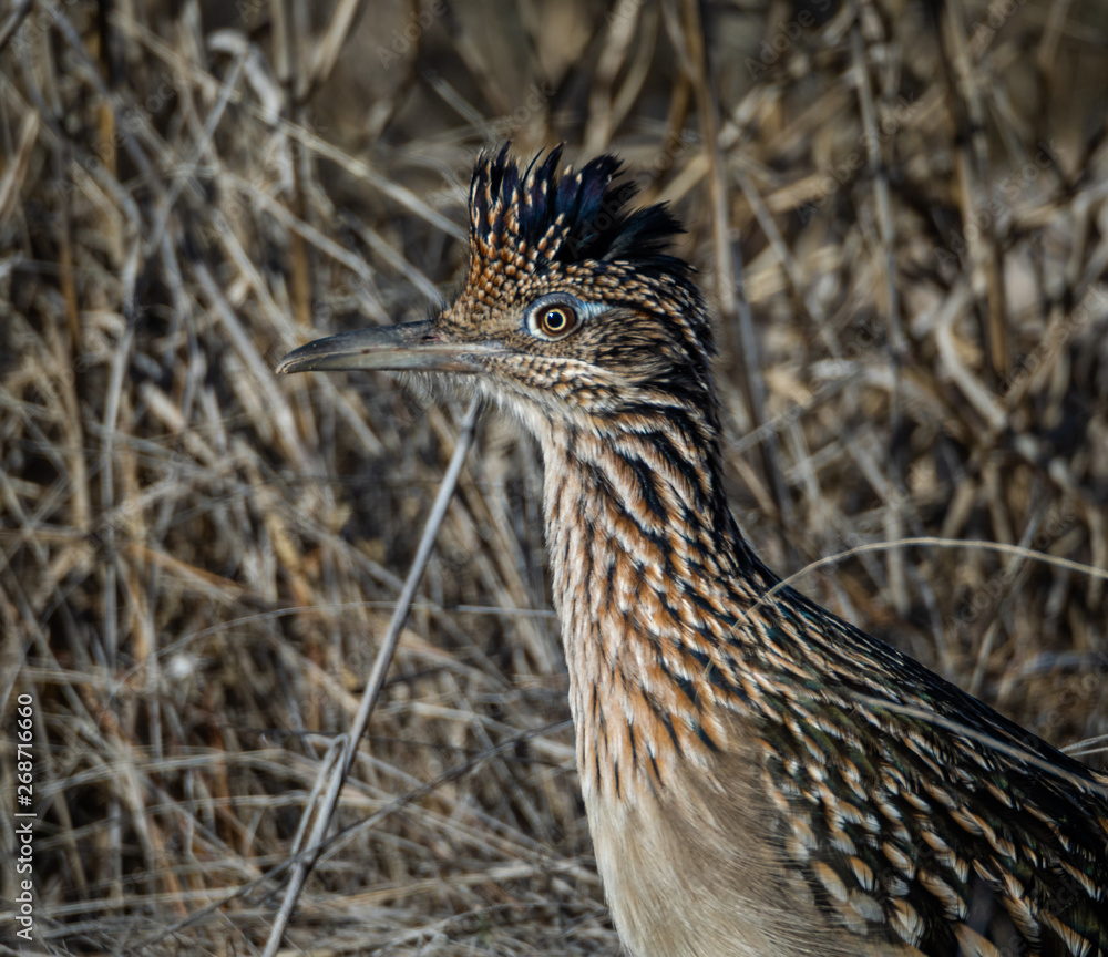 profile of a roadrunner, tucson, arizona profile of a roadrunner, tucson, arizona