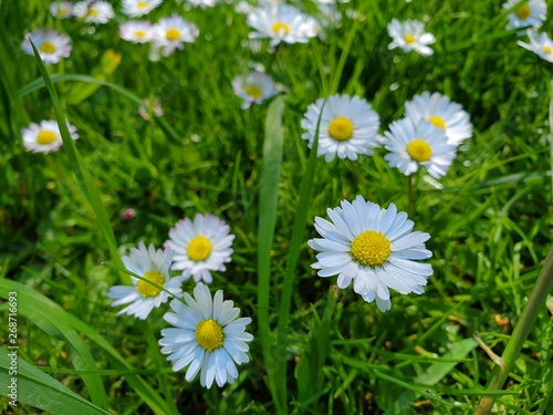 daisy in the grass