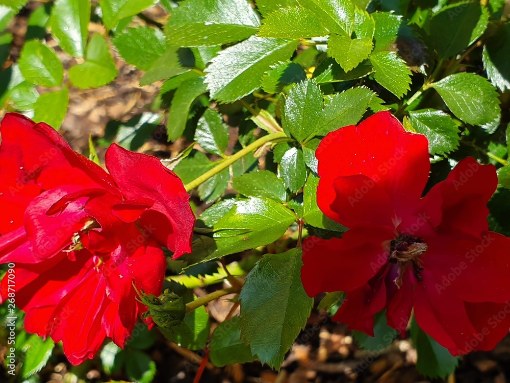 Fototapeta premium red hibiscus flower