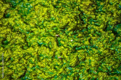 green texture pattern of pollution caused by organic matter