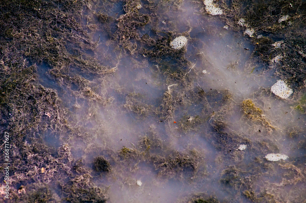 pollution caused by organic matter in a lake pollution caused by organic matter in a lake