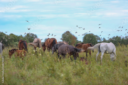 Fototapeta Naklejka Na Ścianę i Meble -  herd of horses grazing in meadow
